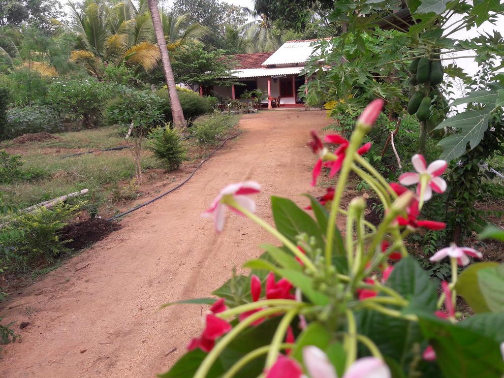 Sigiri Picaso Home Stay Sigiriya Quarto foto
